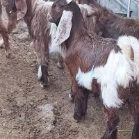 بزغاله نر پاکستانی