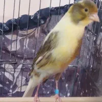 قناری نررسمی بلندبخون