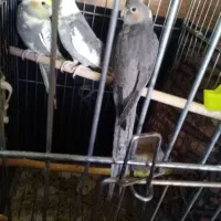 فروش عروس هلندی دو ماه|پرنده|شیراز, محراب|دیوار