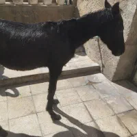 کره اسب مادیون سیاه