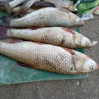 ماهی کول تازه صیدشده