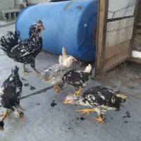 مرغ با ۶ نیمچه گلین