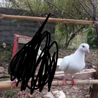 یک عدد کبوتر ماده