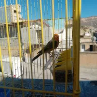 سهره قناری قرمز سالمو سرحال|پرنده|ایلام, |دیوار