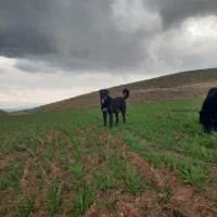 سگ سرابی