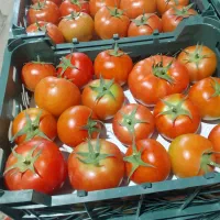 تامین میوه های صادراتی...