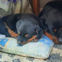 توله روتوایلر