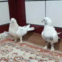 سفید پر پاک نر کله دم سبز ماده تخت