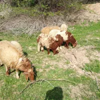 گوسفند بز بره قوچ گاو