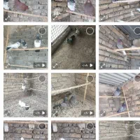 کفتر|پرنده|هشتگرد, خور|دیوار