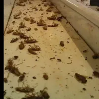 سوسک کش و مورچه کش و انواع حشره....