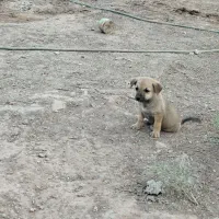 سگ پاکوتاه