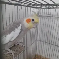 عروس هلندی نر