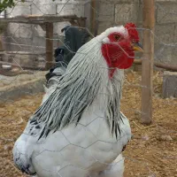 تخم نطفه دار برهما لایت و سلطان ترکیه ای اصیل