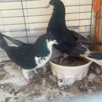 کبوتر اصفهانی