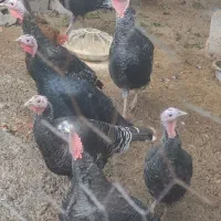 فروش بوقلمون محلی|حیوانات مزرعه|زرگرشهر, |دیوار