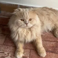 گربه پرشین