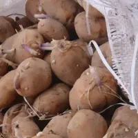 سیب زمینی آگریا بذری ۴۰۲