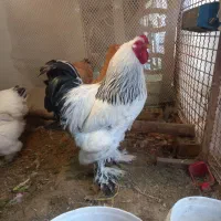 تخم نطفه دار برهما لایت و طلایی