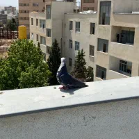 پلاکی نر و ماده