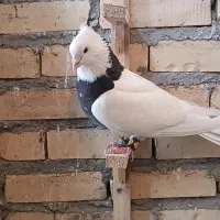 طوقی هفترنگ فروشی|پرنده|قلندر آباد, |دیوار