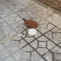 جوجه ماده ۷ ماهه