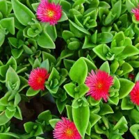 لوازم خانگی