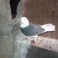 شازده مشکی شهربابک ارسال تا حد امکان