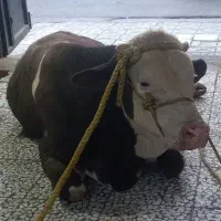 قصابی جهاد