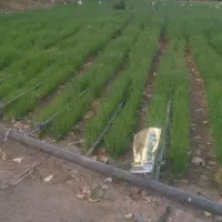 نشا و بذر پیاز|خدمات باغبانی و درختکاری|کهنوج, |دیوار