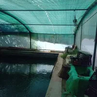 اجاره یا شراکت در استخر|اجارهٔ دفتر صنعتی، کشاورزی، تجاری|رباط‌کریم, نوده|دیوار