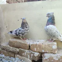 کبوتر طوقی ،سرور تهرانی ،هفترنگ قزوینی|پرنده|بوئین زهرا, |دیوار