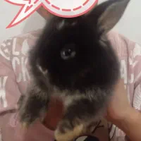 بچه خرگوش لوپ ملوس|موش و خرگوش|سبزوار, قدس|دیوار