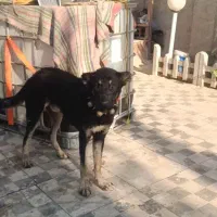 توله سراب پژدر