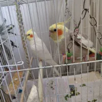 سلام جفت عروس هلندی با ضمانت نطفه|پرنده|شاندیز, |دیوار