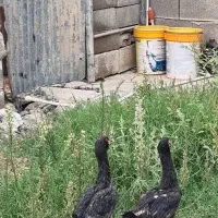 دو تا جوجه خروس لاری اصیل