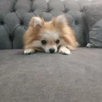 سگ پامرانین|سگ|خاوران, |دیوار