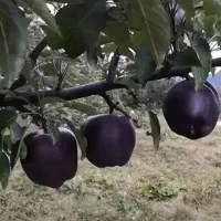 فروش ارقام نهال مثمر شناسه دار