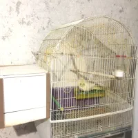 عروس هلندی روتخم|پرنده|اهر, |دیوار