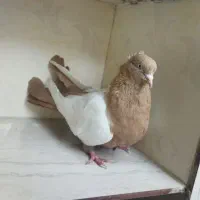 سینه ماده|پرنده|آشخانه, |دیوار