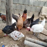 مرغ وخروس محلی اصل|حیوانات مزرعه|یاسوج, |دیوار