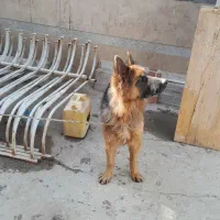 سگ ژرمن شولاین اصل|سگ|اصفهان, مصلی|دیوار