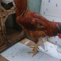 فروش خروس لاری