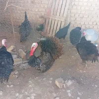 بوقلمون نر وماده