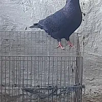 کفتر|پرنده|میناب, |دیوار