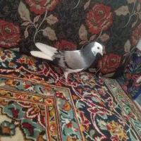 کبوتر|پرنده|آبدانان, |دیوار