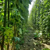 نهال کبوده و شیرین قلمه صنوبر