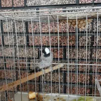 پرنده|پرنده|بندر امام خمینی, |دیوار