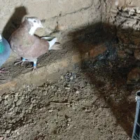 کفتر پرشی|پرنده|سامن, |دیوار