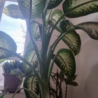 گل آپارتمانی|گل و گیاه طبیعی|اهر, |دیوار